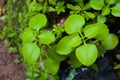 Plectranthus amboinicus plant stock image