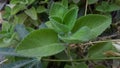 Plectranthus amboinicus sin leafe, one of the plants with the efficacy of treating whooping cough, mouth disease and inflammation Royalty Free Stock Photo