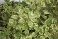 Plectranthus coleoides close up