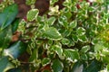 Plectranthus coleoides Marginatus or White Edged Swedish Ivy leaf close up Royalty Free Stock Photo