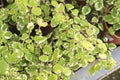 Plectranthus Coleoides plants in the garden