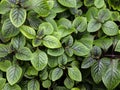 Plectranthus coleoides or swedish ivy or creeping charlie green plant. Royalty Free Stock Photo