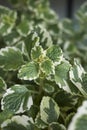 Plectranthus coleoides variegated foliage Royalty Free Stock Photo