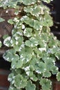 Plectranthus forsteri Royalty Free Stock Photo