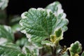 Plectranthus forsteri Royalty Free Stock Photo