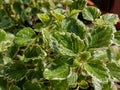 Plectranthus glabratus plant closeup. mosquito plant