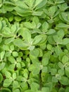 Plectranthus ornatus Codd plant