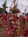 Plectranthus plants, also called Swedish ivy, are lush, trailing herbs with aromatic foliage, prized for their ornamental appeal.