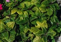 Plectranthus purpuratus or Swedish ivy - decorative mint