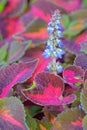 Plectranthus scutellarioides