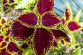 Plectranthus scutellarioides. Close up of variegated Coleus plants. view of multicolored coleus plants