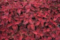 Plectranthus scutellarioides (Coleus blumeii) Royalty Free Stock Photo