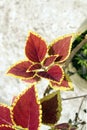 Plectranthus scutellarioides, coleus or Miyana or Miana. Royalty Free Stock Photo