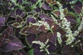 Plectranthus scutellarioides, Coleus plant blooming in the garden Royalty Free Stock Photo