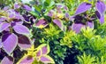 Plectranthus scutellarioides coleus ,Plants With Green And Purple Leavescommonly known as coleus Royalty Free Stock Photo