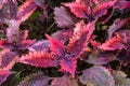 Plectranthus scutellarioides commonly Royalty Free Stock Photo