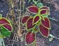 Plectranthus scutellarioides