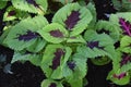 Plectranthus scutellarioides flame nettle