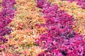 Plectranthus scutellarioides on flowerbed Royalty Free Stock Photo