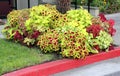 Plectranthus scutellarioides, group of cultivars