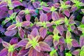 Plectranthus scutellarioides Royalty Free Stock Photo