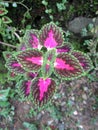 Plectranthus scutellarioides Royalty Free Stock Photo