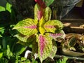 Plectranthus scutellarioides or Coleus Royalty Free Stock Photo