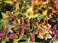 Plectranthus scutellarioides or Coleus Royalty Free Stock Photo