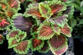 Plectranthus scutellarioides 'Kong Salmon Pink