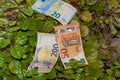 Plectranthus verticillatus money plant with 20, 50 and 200 euro money bills