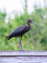 The Plegadis falcinellus bird. (Threskiornithidae). Royalty Free Stock Photo