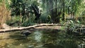 Plegadis falcinellus in the zoo.