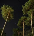 Pleiades open star cluster on night sky over green forest Royalty Free Stock Photo