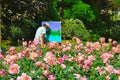 Old Man Artist Painting Outdoors in Rose Garden