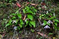 Pleione formosana population Royalty Free Stock Photo