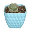 Pleiospilos nelii plant Royalty Free Stock Photo