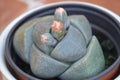 Pleiospilos nelii, splitrock, living granite. Orange flowers buds Royalty Free Stock Photo