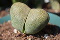 Pleiospilos Nelii Split Rock Succulent Plant Royalty Free Stock Photo