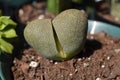 Pleiospilos Nelii Split Rock Succulent Plant Royalty Free Stock Photo