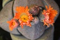 Pleiospilos nelii, splitrock or living granite. Orange flowers bloom Royalty Free Stock Photo