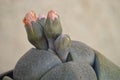 Pleiospilos nelii, splitrock, living granite. Orange flowers buds closeup