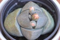 Pleiospilos nelii, splitrock, living granite. Orange flowers buds pot upper view Royalty Free Stock Photo