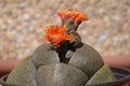 Pleiospilos nelii, splitrock, living granite. Two orange  flowers bloom Royalty Free Stock Photo