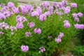 Plenitude of pink flowers of Phlox paniculata in July Royalty Free Stock Photo