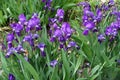 Plenitude of purple flowers of Iris germanica with rain drops Royalty Free Stock Photo