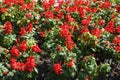 Plenitude of scarlet red flowers of Salvia splendens Royalty Free Stock Photo