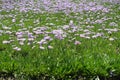Plenitude of violet flowers of Erigeron speciosus Royalty Free Stock Photo