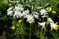 Plenitude of white flowers of Lilium candidum Royalty Free Stock Photo