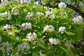 Plentiful blossoming of a common catalpa Catalpa bignonioides Walter