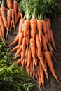 Plentiful carrot harvest Carrot abundance Bountiful carrot crop Carrot harvest season Fresh carrot yield